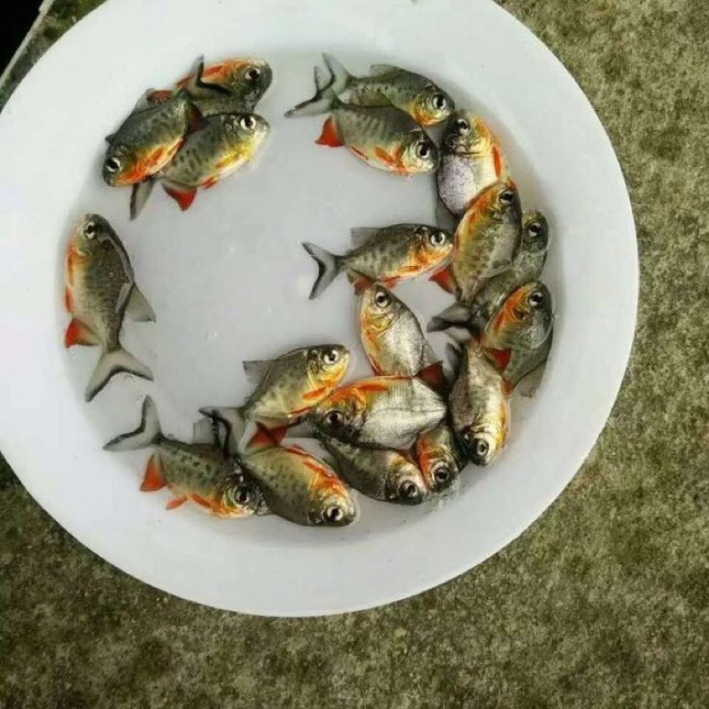 淡水白鲳鱼苗，优质红鲳鱼苗塘口直供大量可送货上门。