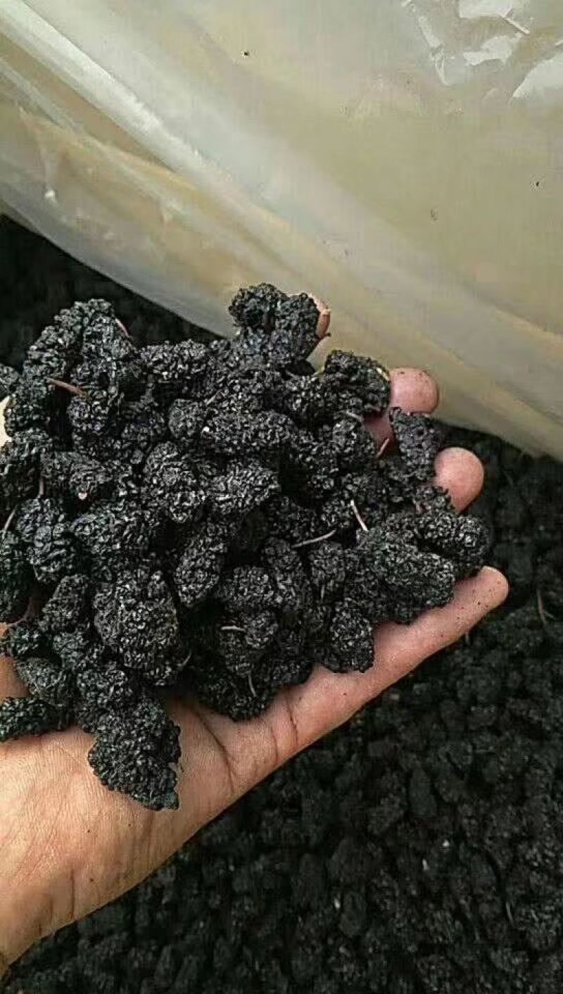 大货供应黑桑椹子，金蝉花