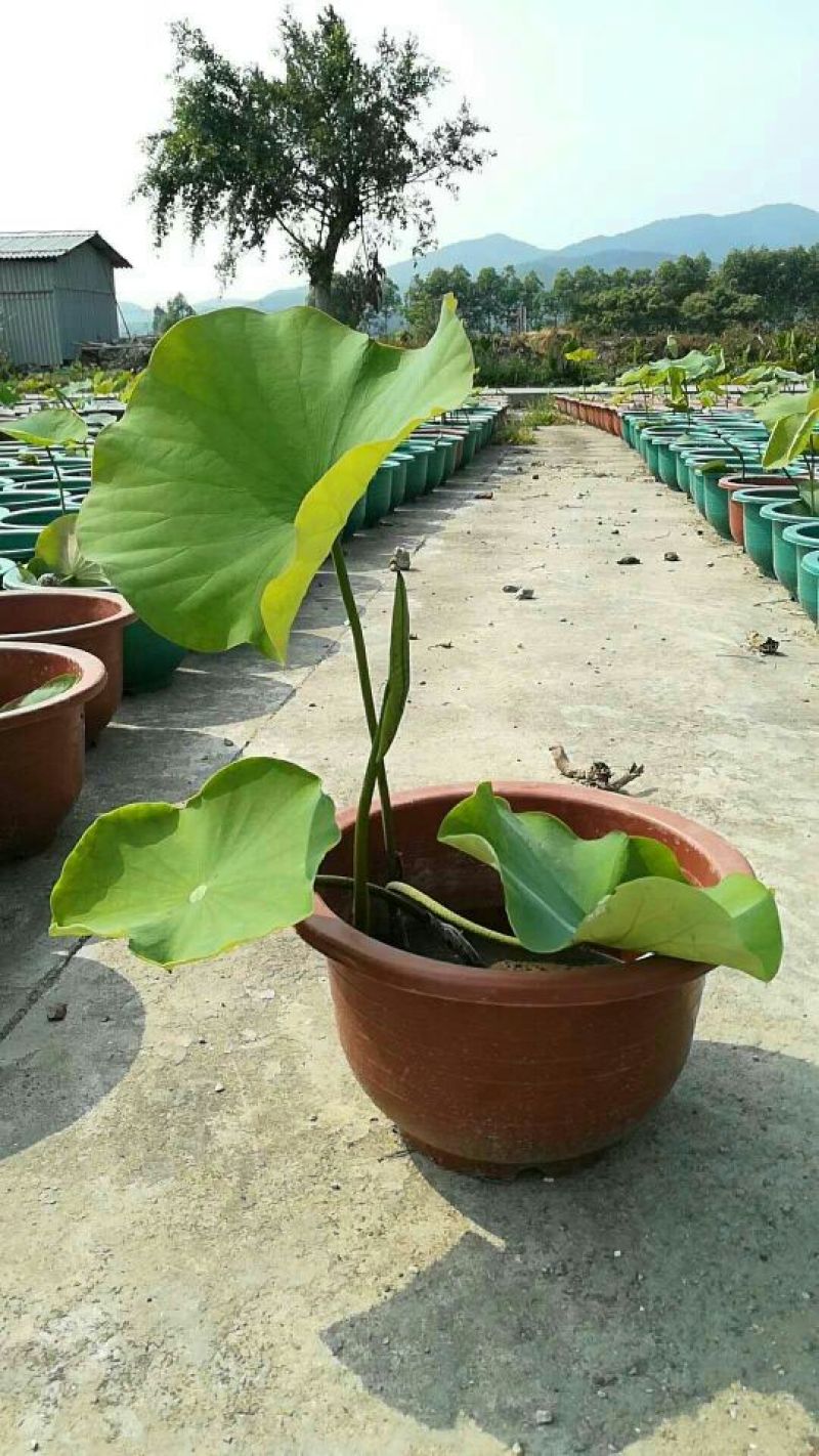 荷花（盆苗基地直销）