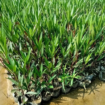 翠芦莉(基地直销袋苗)