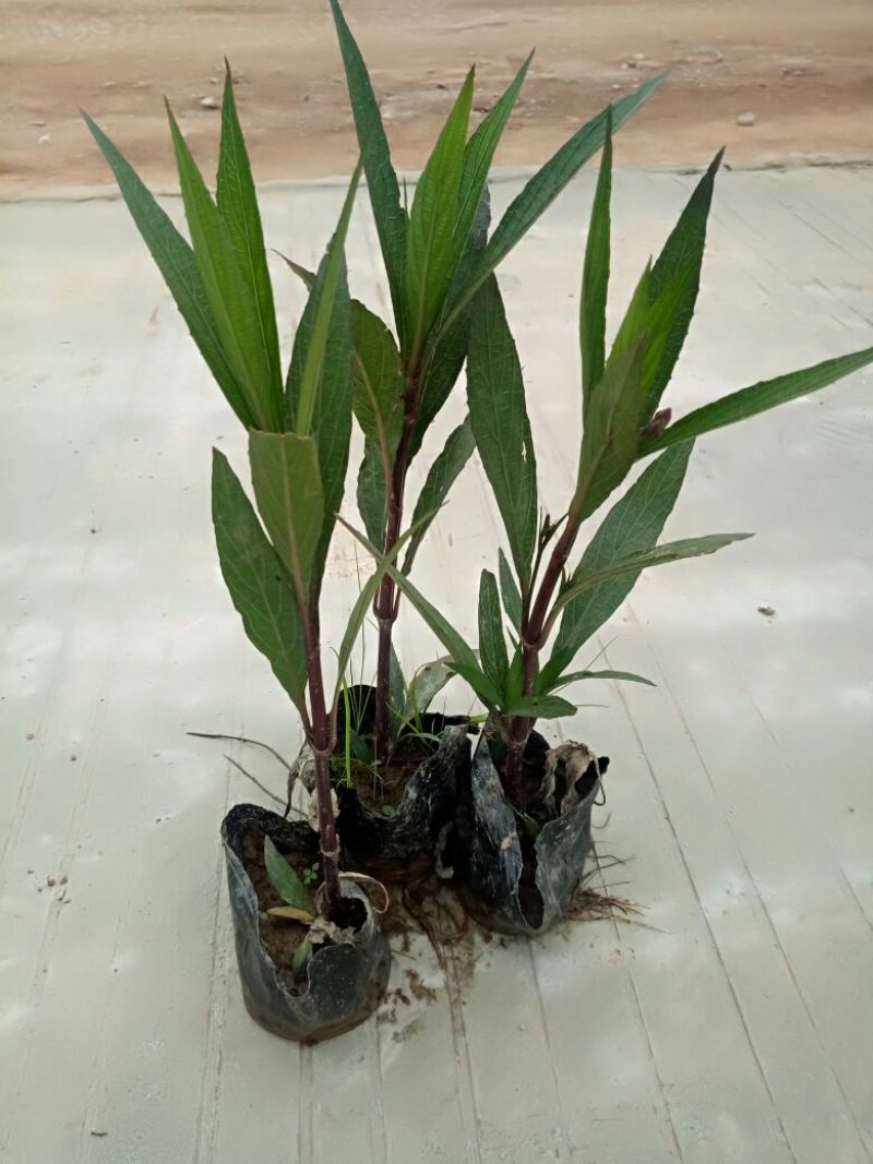 翠芦莉（基地直销袋苗）