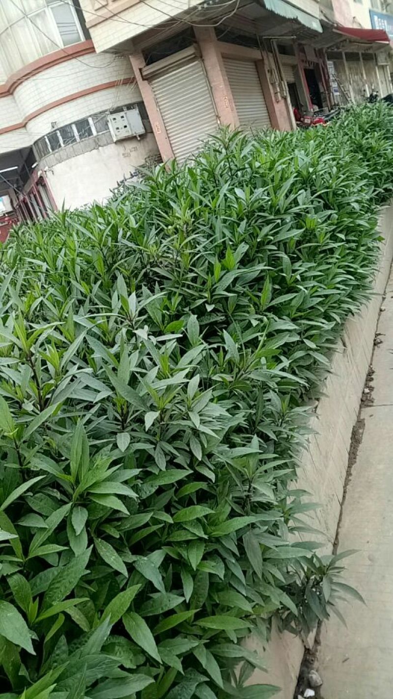 翠芦莉（基地直销袋苗）