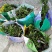 翠芦莉(基地直销袋苗)