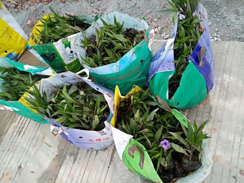 翠芦莉（基地直销袋苗）