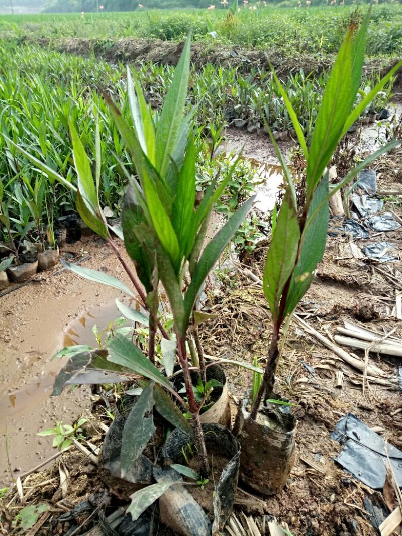 翠芦莉（基地直销袋苗）