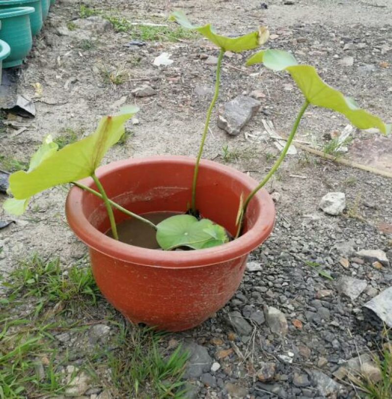 荷花（盆苗基地直销）