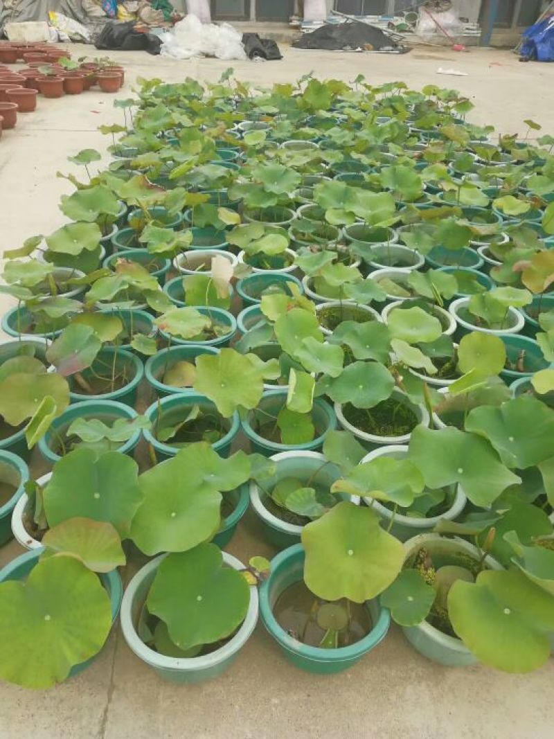 荷花（盆苗基地直销）
