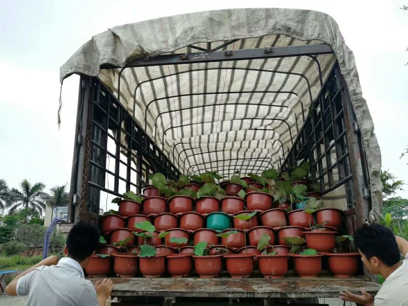 荷花（盆苗基地直销）