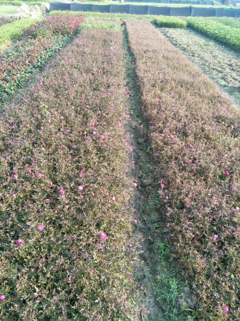 月季花