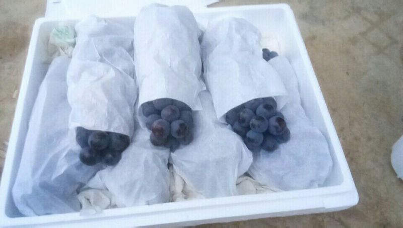 黑提葡萄