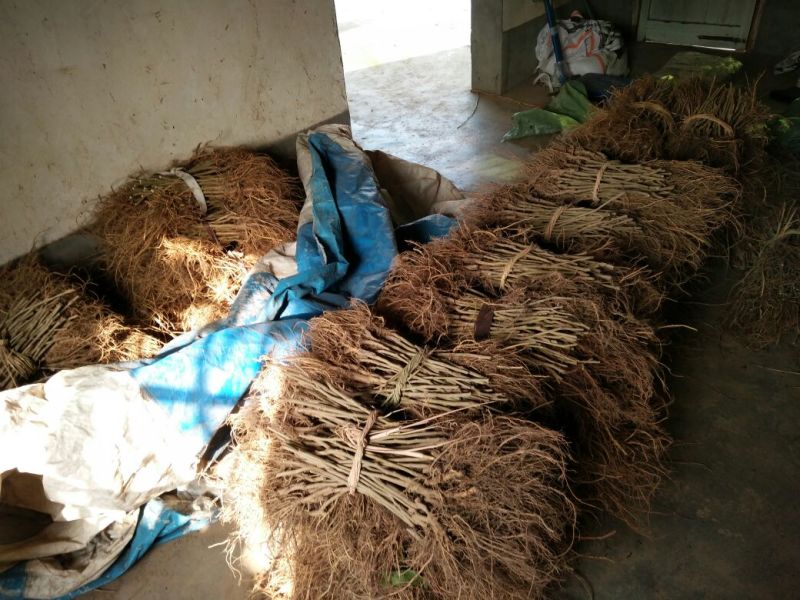 强桑1号桑树苗农桑14号大叶嫁接苗养蚕，养羊，羊牛饲料桑