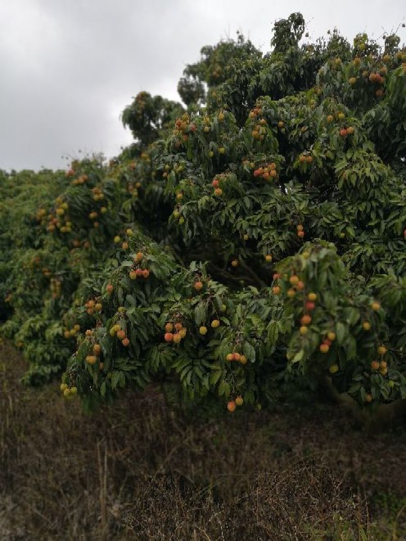广西灵山佛子桂味荔枝