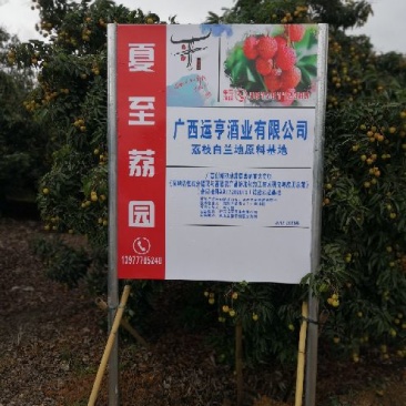 广西灵山佛子桂味荔枝