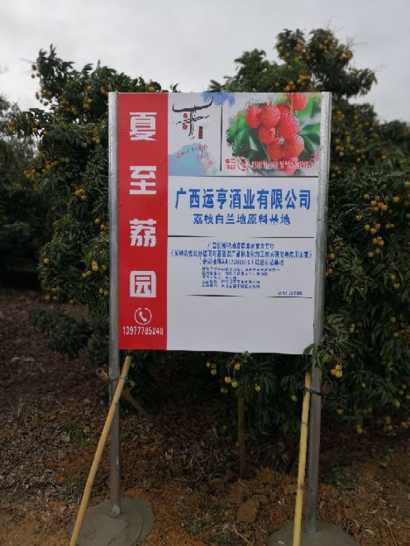 广西灵山佛子桂味荔枝