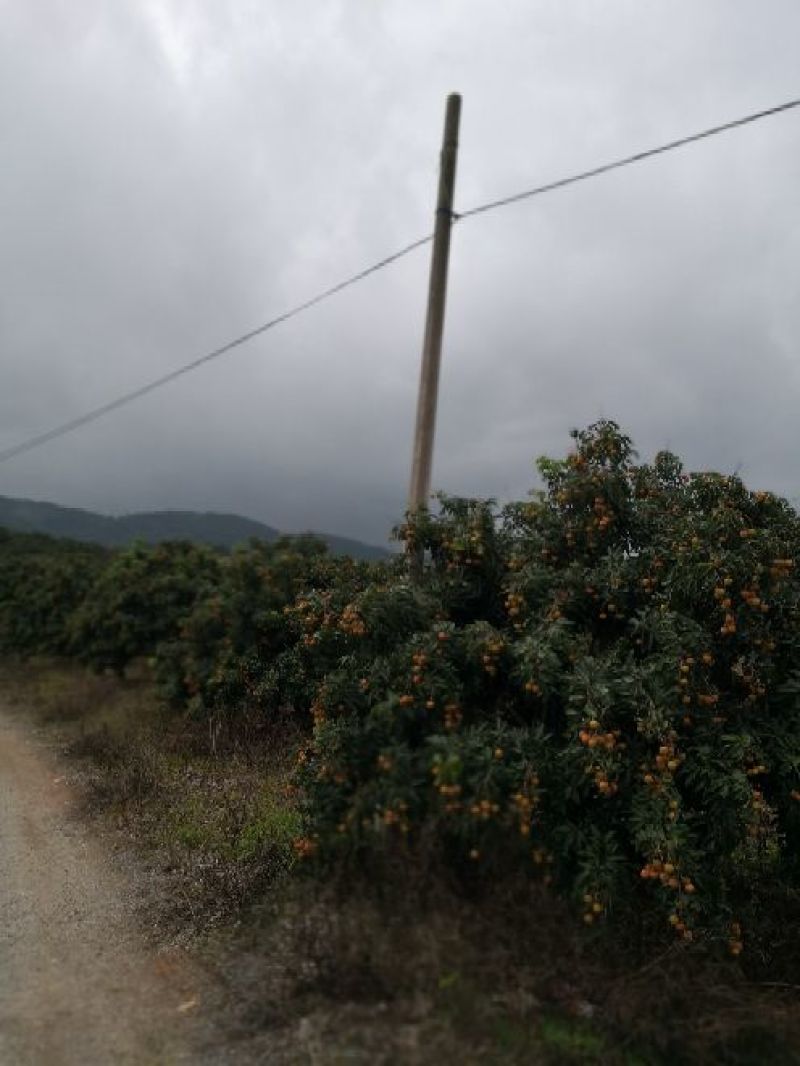 广西灵山佛子桂味荔枝