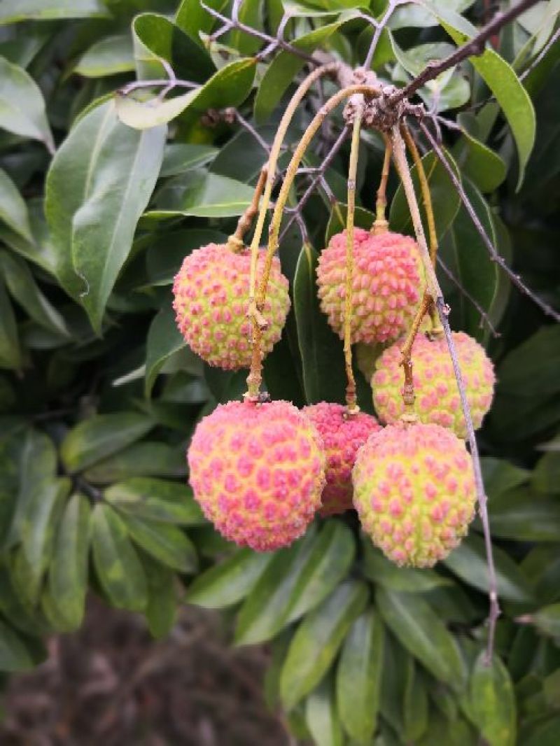 广西灵山佛子桂味荔枝
