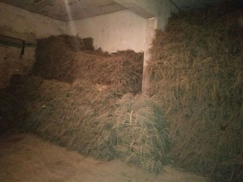 强桑一号养蚕桑树苗40~50cm