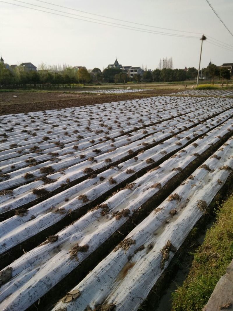 强桑一号养蚕桑树苗40~50cm