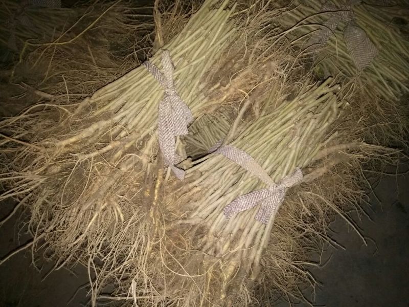 强桑一号养蚕桑树苗40~50cm