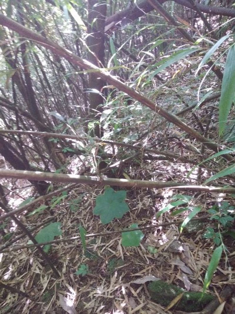 八角莲，高山野生八角莲干货，