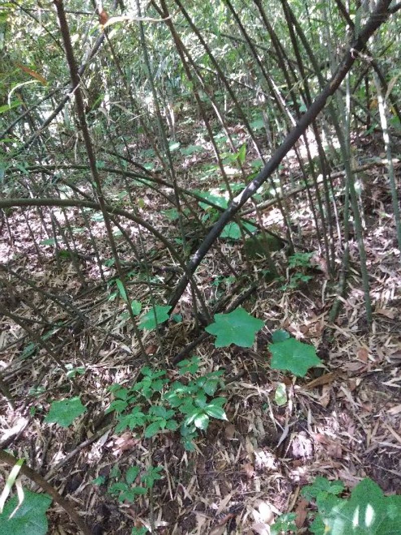 八角莲，高山野生八角莲干货，