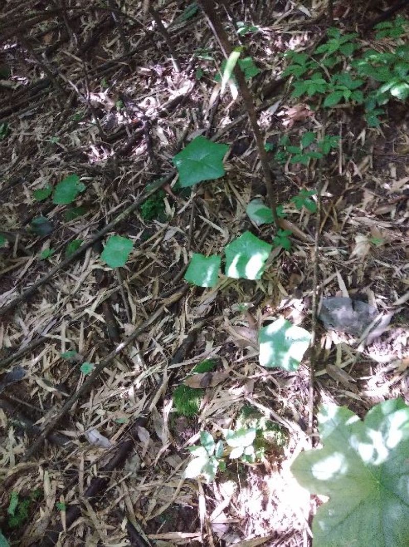八角莲，高山野生八角莲干货，