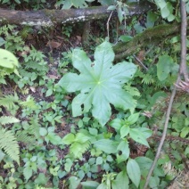 八角莲，高山野生八角莲干货，