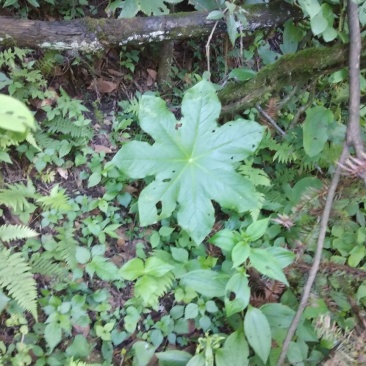 八角莲，高山野生八角莲干货，