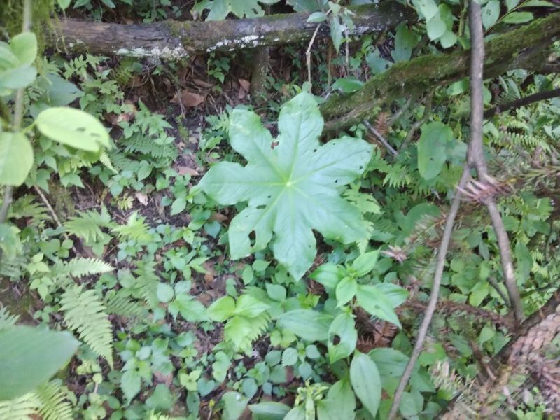 八角莲，高山野生八角莲干货，