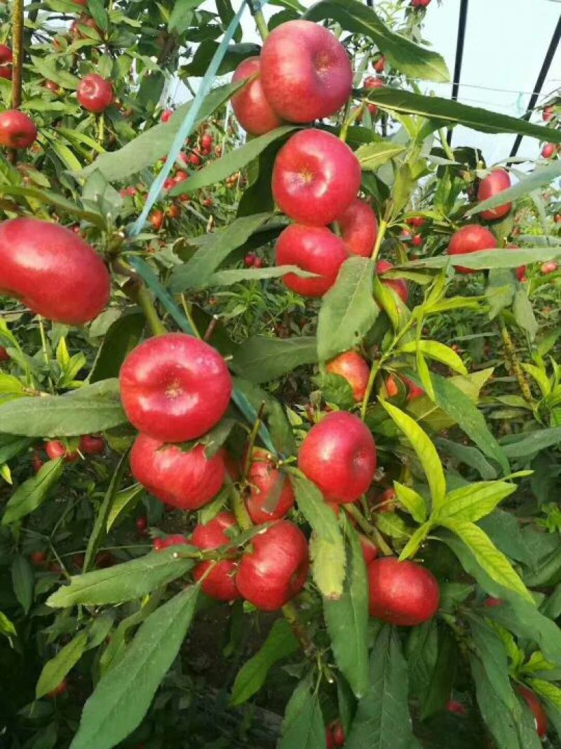 油蟠桃毛蟠桃