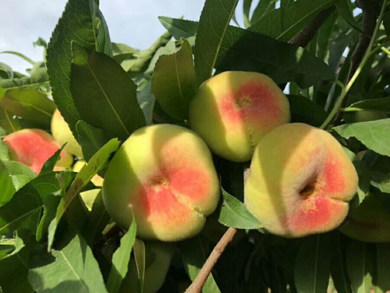 油蟠桃毛蟠桃