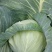 奥奇呐，甘蓝，包菜2~3公斤通货，绿，嫩，脆，口感好