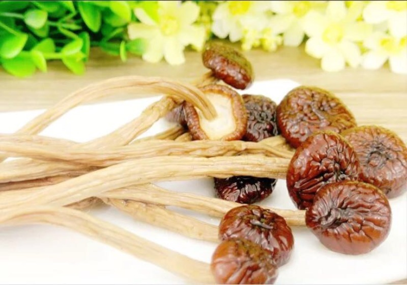 茶树菇3号茶树菇