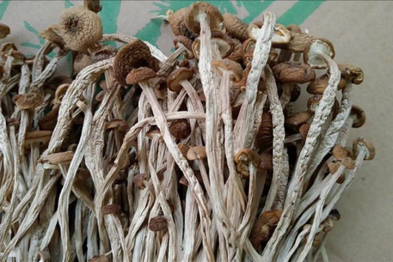 茶树菇3号茶树菇