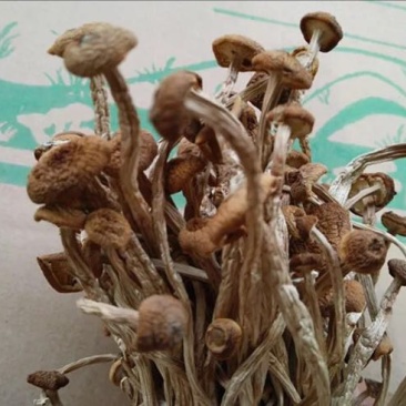 茶树菇3号茶树菇