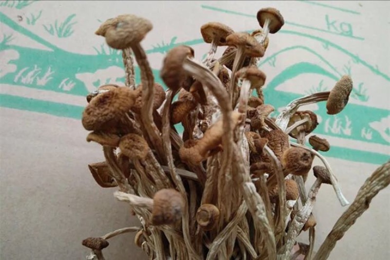 茶树菇3号茶树菇