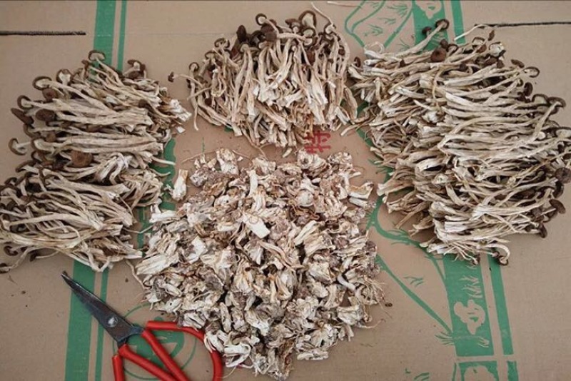 茶树菇3号茶树菇