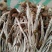 茶树菇3号茶树菇
