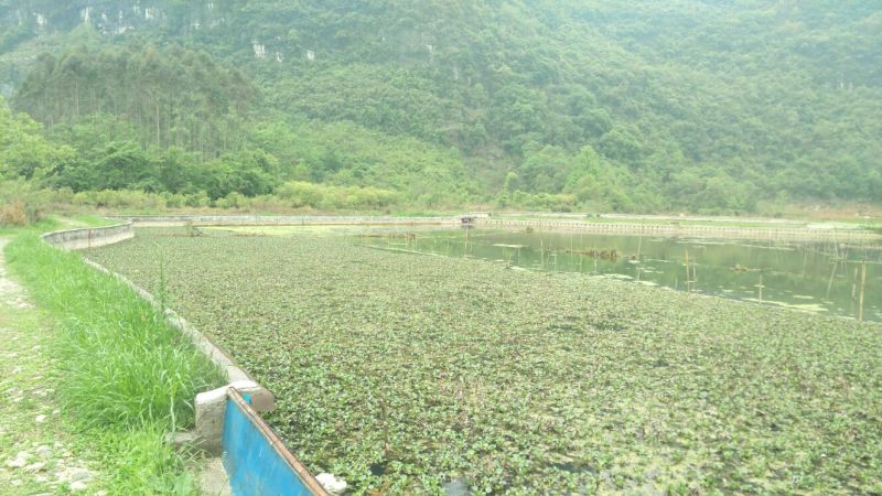 小龙虾苗克氏原螯虾1-2钱苗子