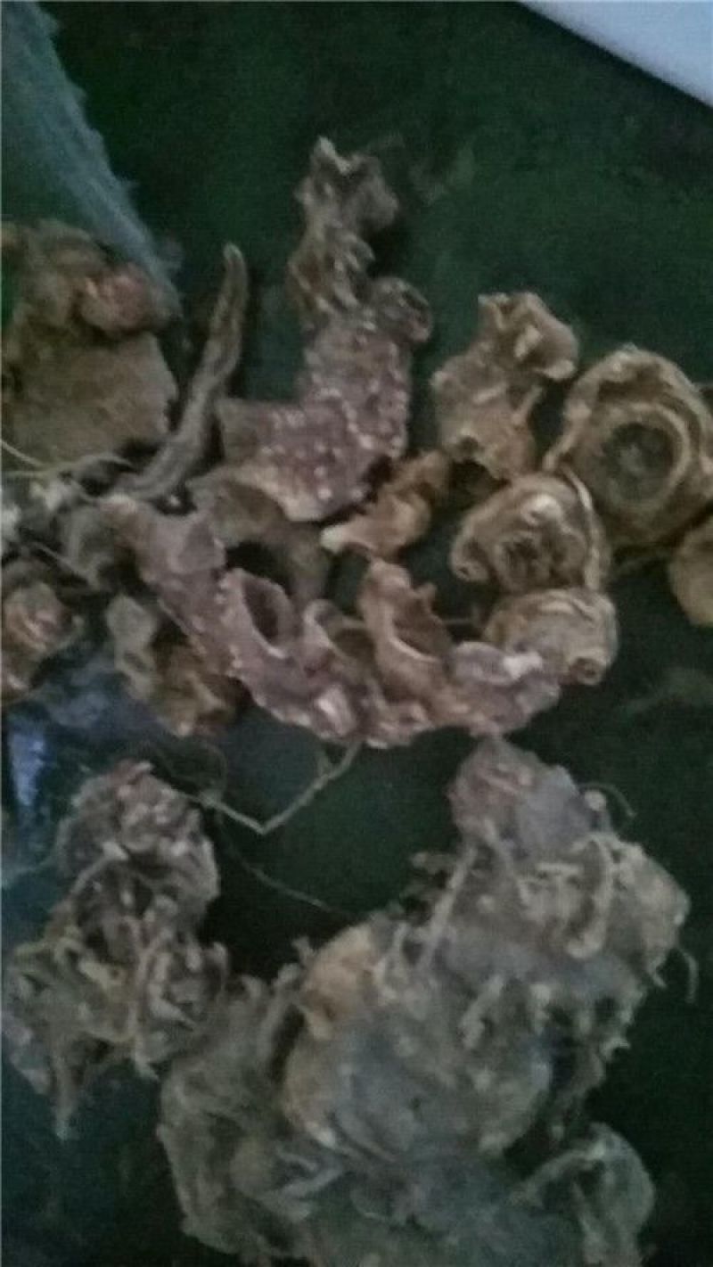 桃儿七光桃儿七