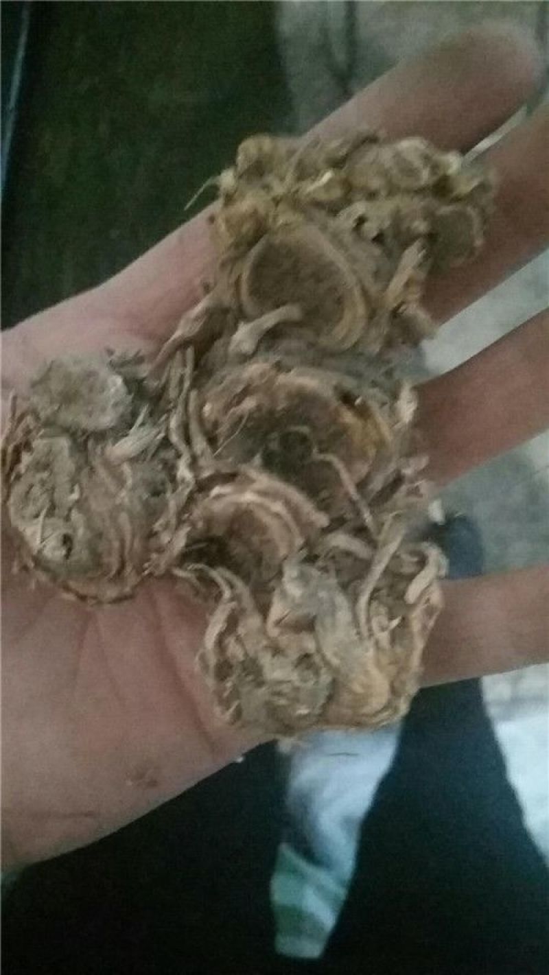 桃儿七光桃儿七