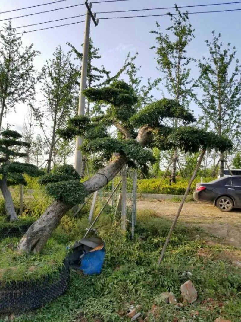 造型榆树