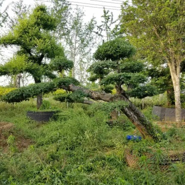 造型榆树