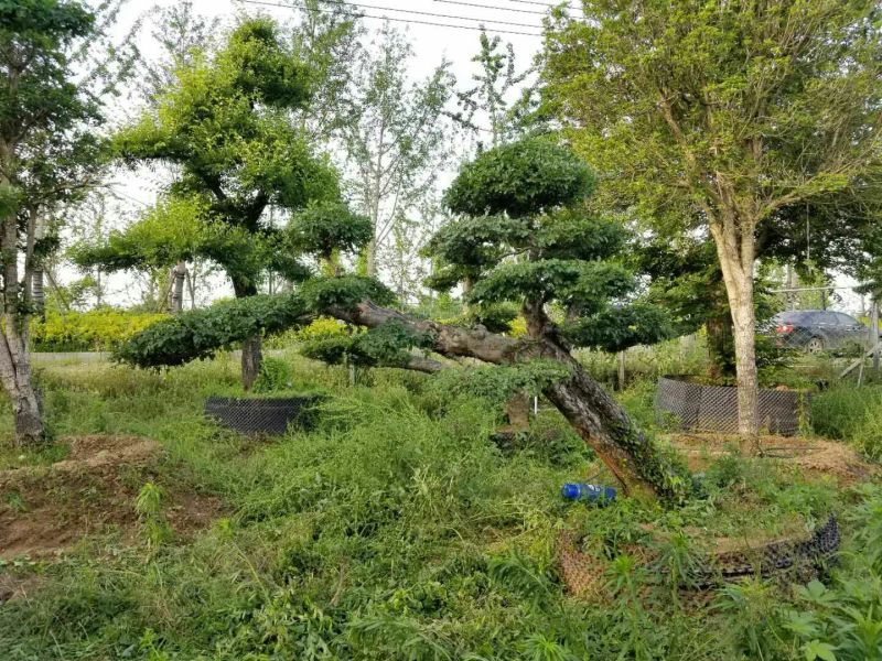 造型榆树