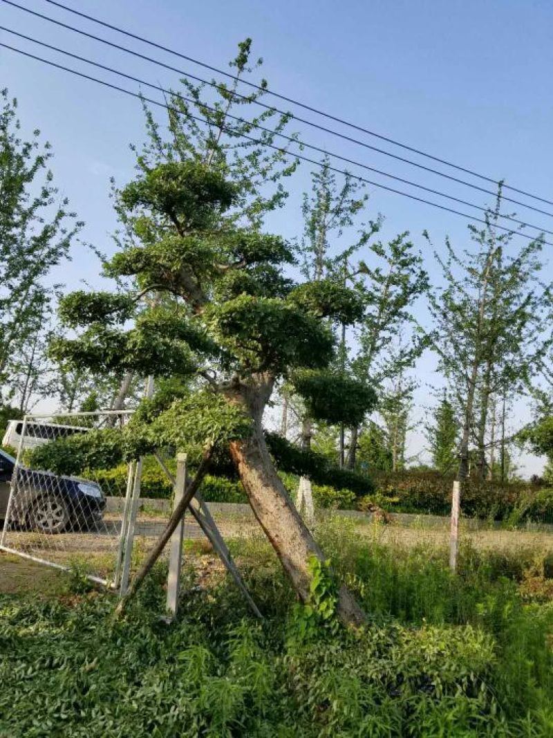 造型榆树