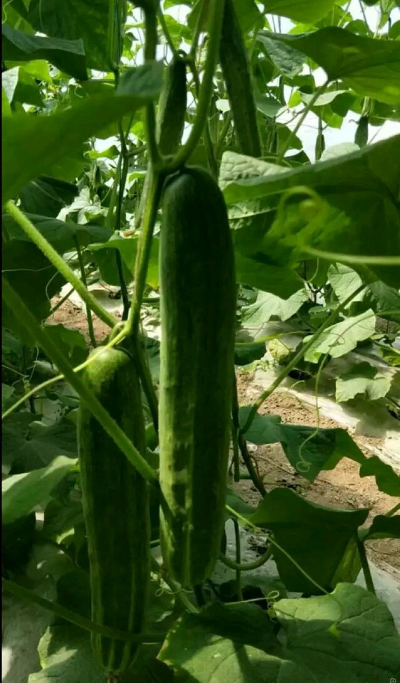 优质旱黄瓜，又明土黄瓜，青瓜，现在大量上市中