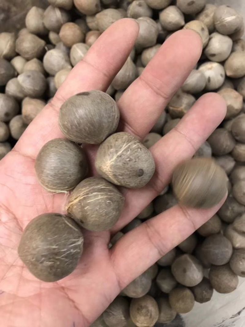 非洲海椰皇