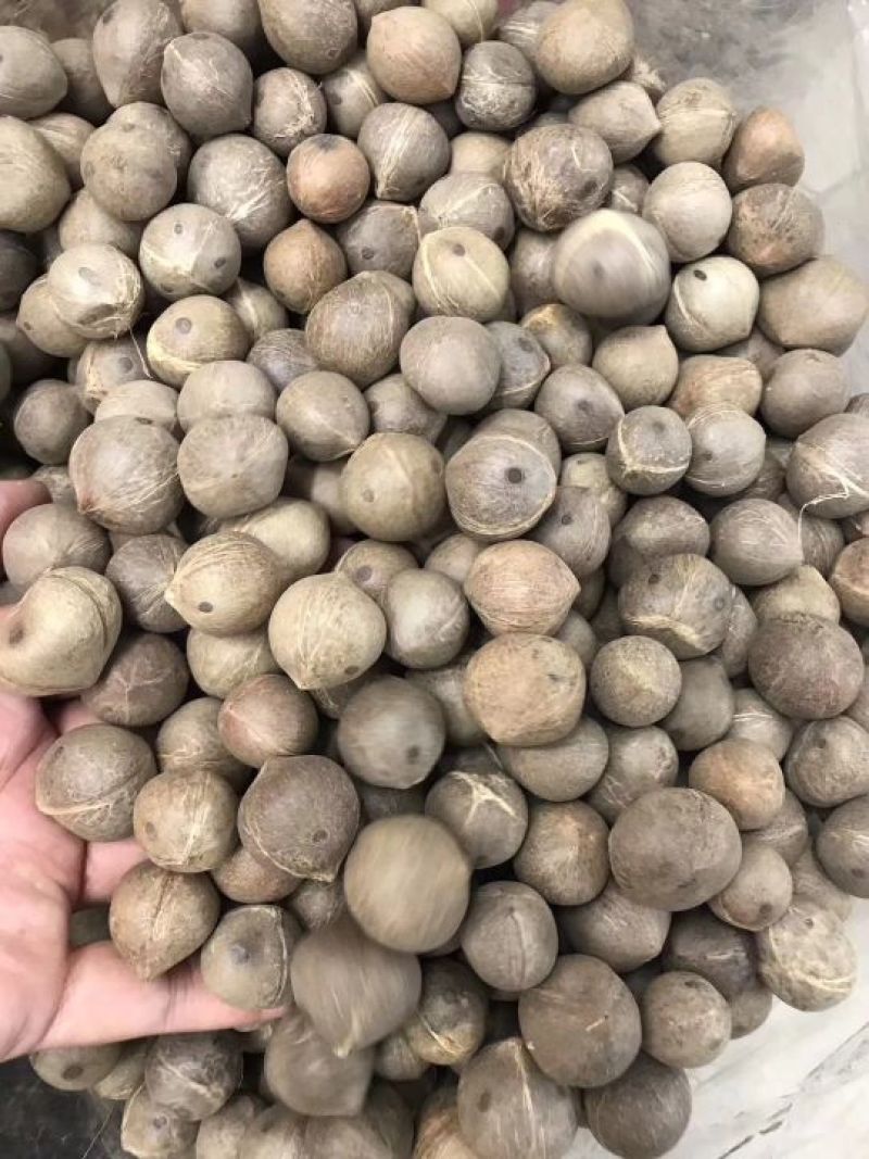非洲海椰皇