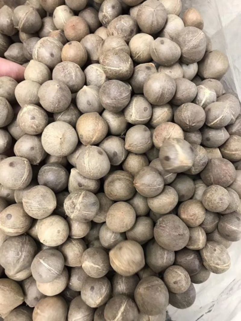 非洲海椰皇