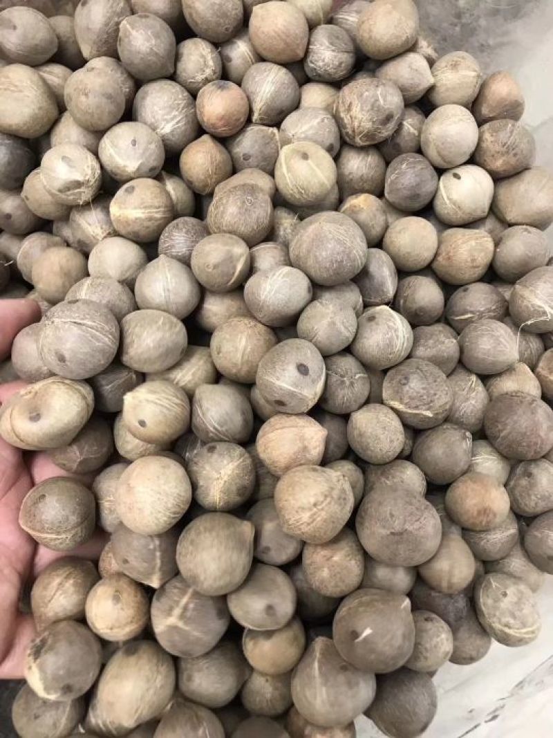 非洲海椰皇